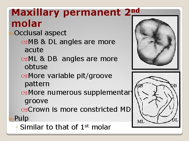 Maxillary permanent 2 nd molar Occlusal aspect MB & DL angles are more acute