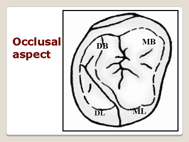 Occlusal aspect DB DL MB ML 