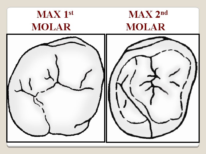 MAX 1 st MOLAR Occlusal aspect MAX 2 nd MOLAR 