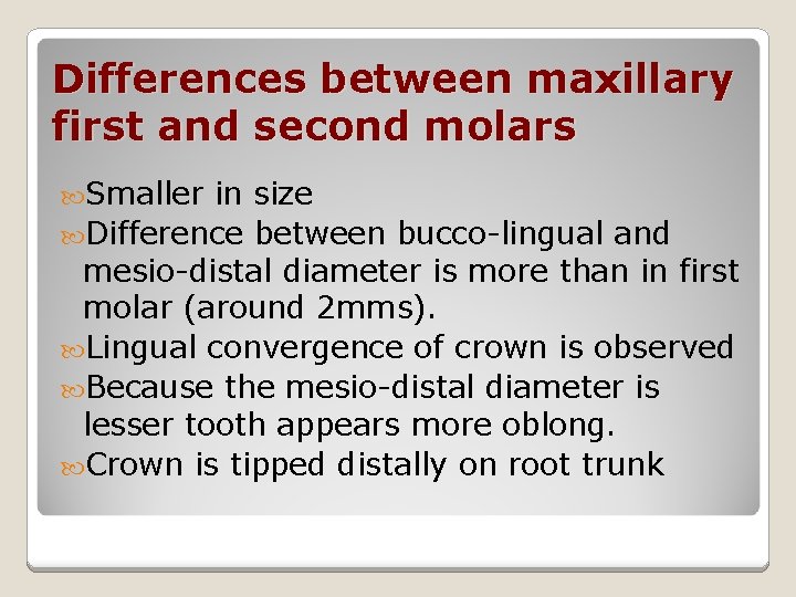 Differences between maxillary first and second molars Smaller in size Difference between bucco-lingual and