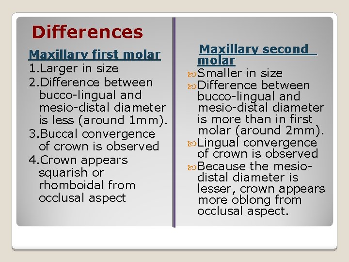 Differences Maxillary first molar 1. Larger in size 2. Difference between bucco-lingual and mesio-distal