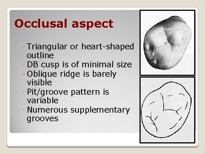 Occlusal aspect ◦ Triangular or heart-shaped outline ◦ DB cusp is of minimal size