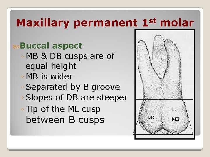 Maxillary permanent 1 st molar Buccal aspect ◦ MB & DB cusps are of