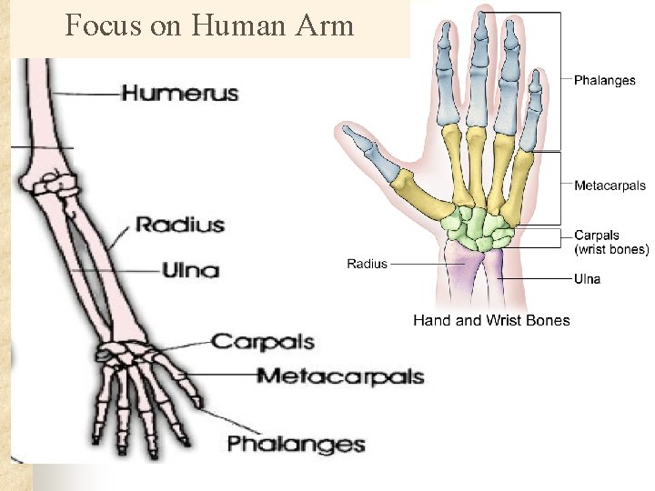 Focus on Human Arm 