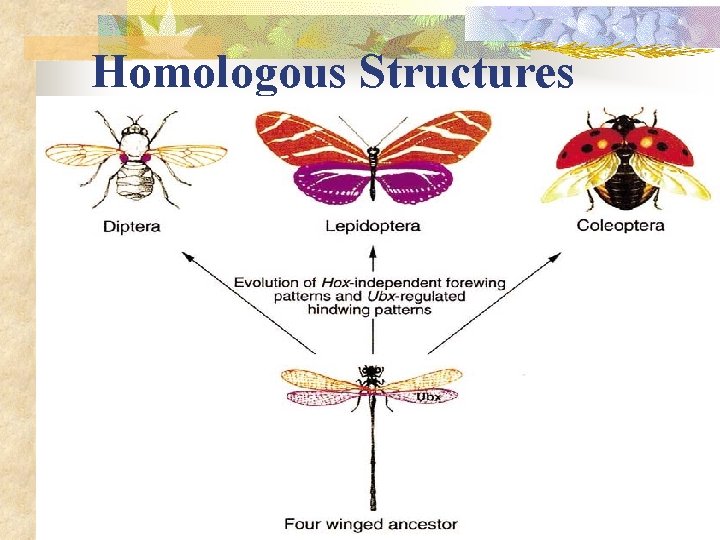 Homologous Structures 