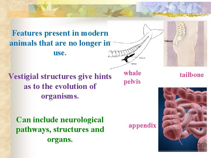 Features present in modern animals that are no longer in use. Vestigial structures give