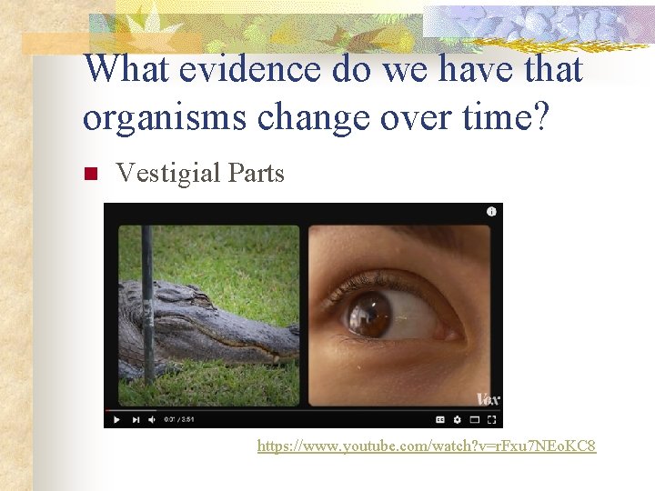 What evidence do we have that organisms change over time? n Vestigial Parts https: