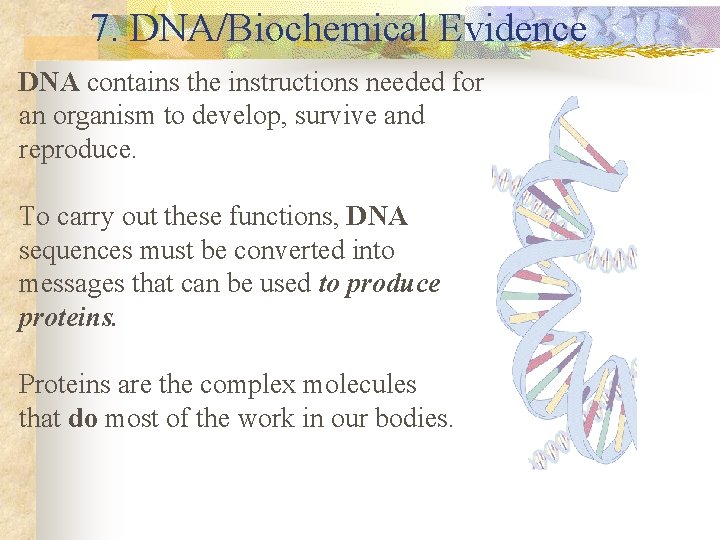 7. DNA/Biochemical Evidence DNA contains the instructions needed for an organism to develop, survive