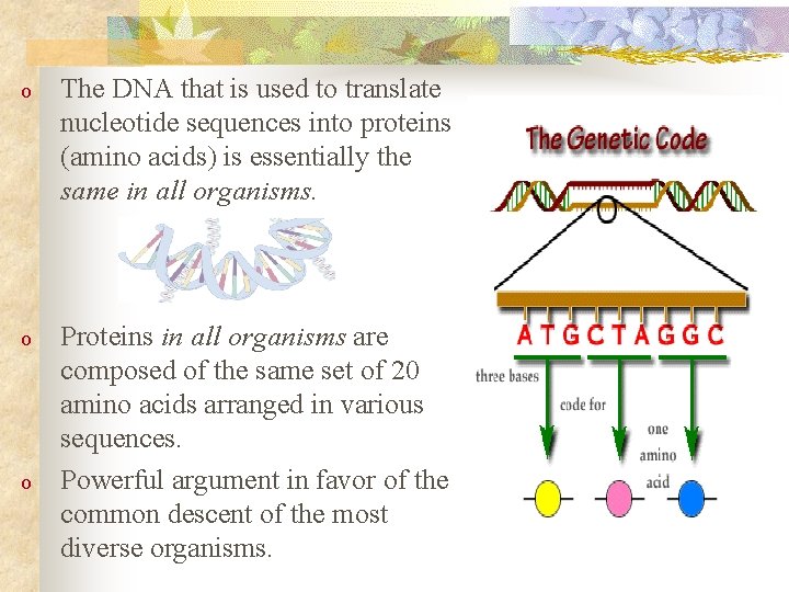 o The DNA that is used to translate nucleotide sequences into proteins (amino acids)