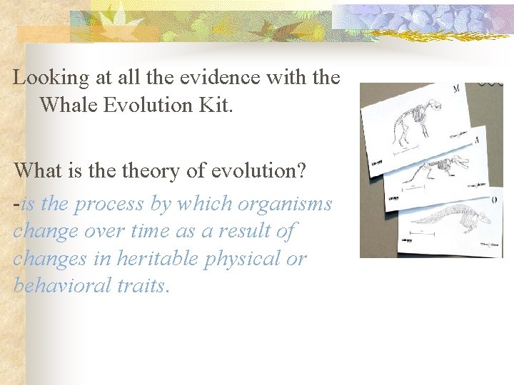 Looking at all the evidence with the Whale Evolution Kit. What is theory of