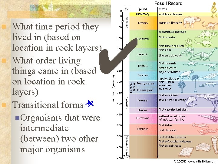 n n n What time period they lived in (based on location in rock