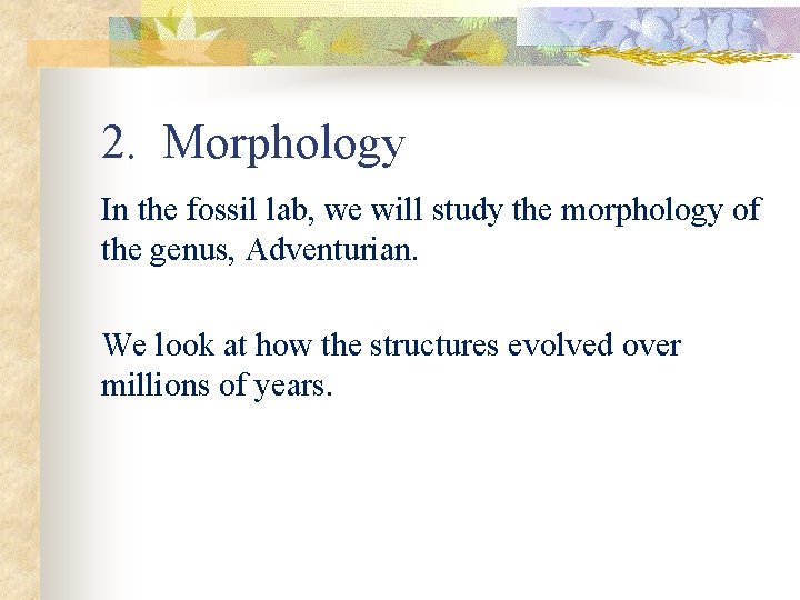 2. Morphology In the fossil lab, we will study the morphology of the genus,