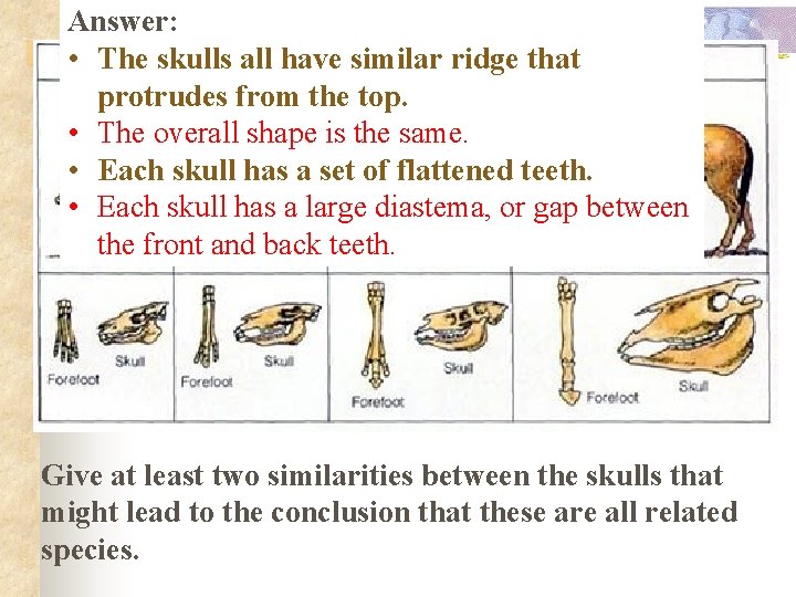 Answer: • The skulls all have similar ridge that protrudes from the top. •