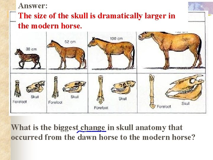 Answer: The size of the skull is dramatically larger in the modern horse. Example: