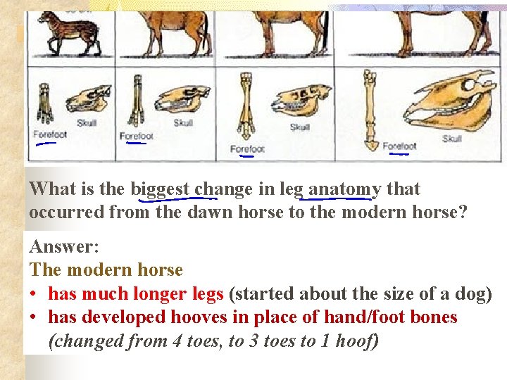 What is the biggest change in leg anatomy that occurred from the dawn horse