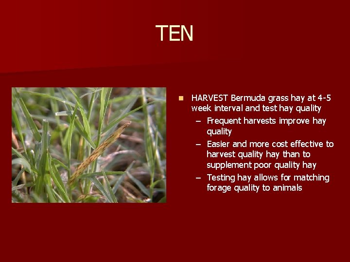 TEN n HARVEST Bermuda grass hay at 4 -5 week interval and test hay TEN n HARVEST Bermuda grass hay at 4 -5 week interval and test hay