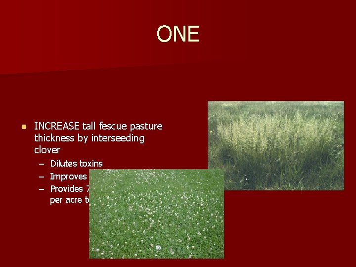 ONE n INCREASE tall fescue pasture thickness by interseeding clover – Dilutes toxins –