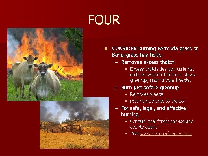 FOUR n CONSIDER burning Bermuda grass or Bahia grass hay fields – Removes excess