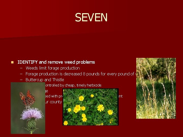 SEVEN n IDENTIFY and remove weed problems – Weeds limit forage production – Forage SEVEN n IDENTIFY and remove weed problems – Weeds limit forage production – Forage