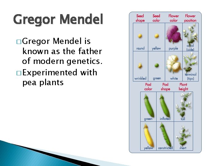 Gregor Mendel � Gregor Mendel is known as the father of modern genetics. �