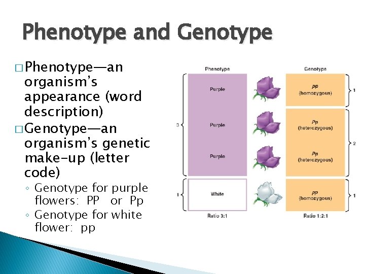 Phenotype and Genotype � Phenotype—an organism’s appearance (word description) � Genotype—an organism’s genetic make-up