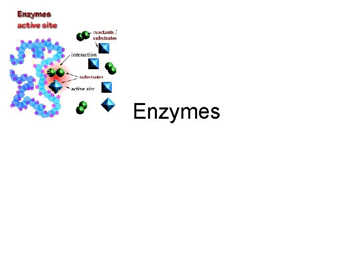 Enzymes 