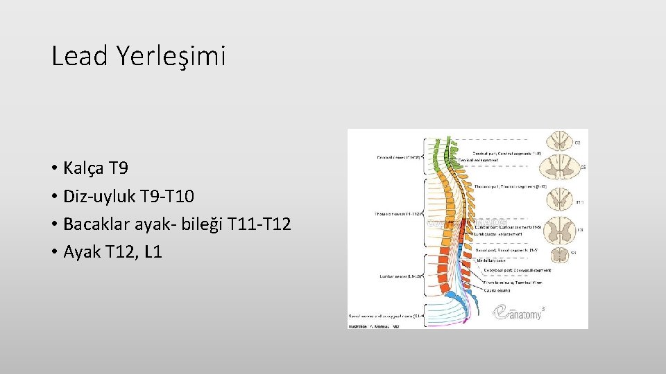 Lead Yerleşimi • Kalça T 9 • Diz-uyluk T 9 -T 10 • Bacaklar