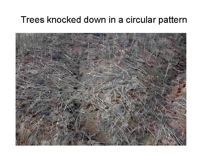 Trees knocked down in a circular pattern 