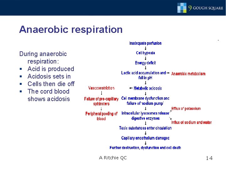 Anaerobic respiration During anaerobic respiration: § Acid is produced § Acidosis sets in §