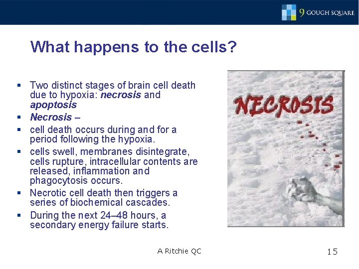 What happens to the cells? § Two distinct stages of brain cell death due