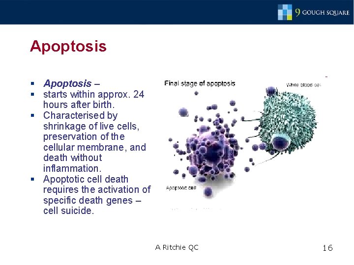 Apoptosis § Apoptosis – § starts within approx. 24 hours after birth. § Characterised