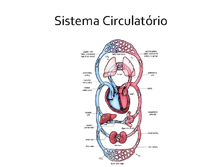 Sistema Circulatório Sistema Circulatório