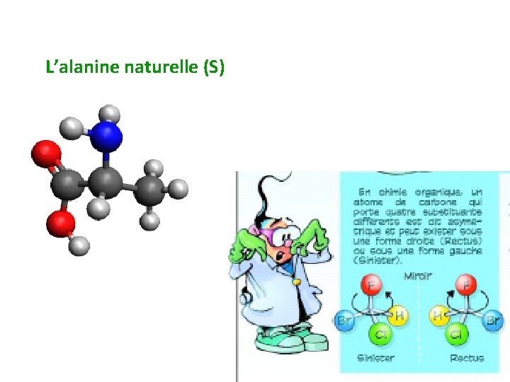 L’alanine naturelle (S) 