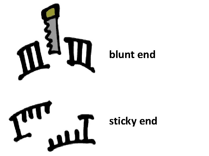 blunt end sticky end 