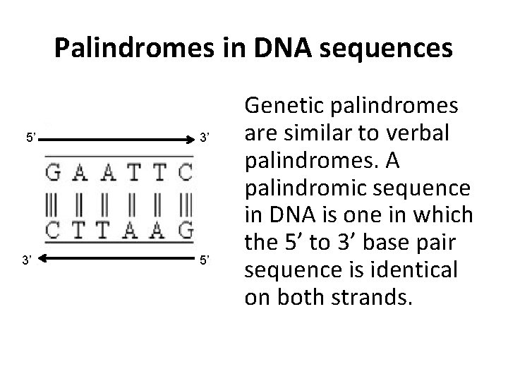 Palindromes in DNA sequences 5’ 3’ 3’ 5’ Genetic palindromes are similar to verbal
