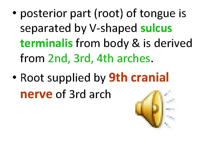  • posterior part (root) of tongue is separated by V-shaped sulcus terminalis from