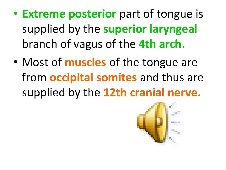  • Extreme posterior part of tongue is supplied by the superior laryngeal branch