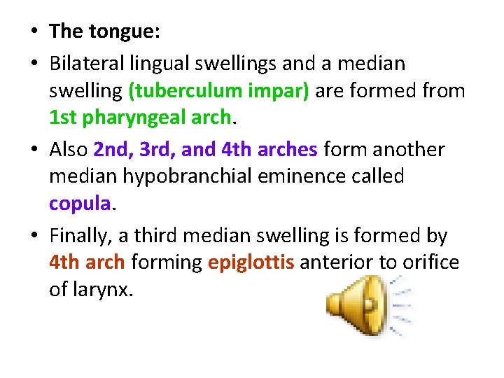  • The tongue: • Bilateral lingual swellings and a median swelling (tuberculum impar)