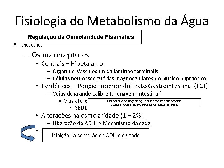 Fisiologia do Metabolismo da Água Regulação da Osmolaridade Plasmática • Sódio – Osmorreceptores •