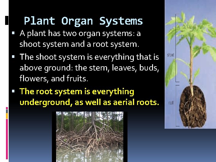 Plant Organ Systems A plant has two organ systems: a shoot system and a