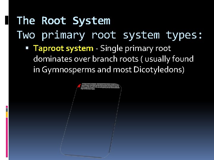 The Root System Two primary root system types: Taproot system - Single primary root