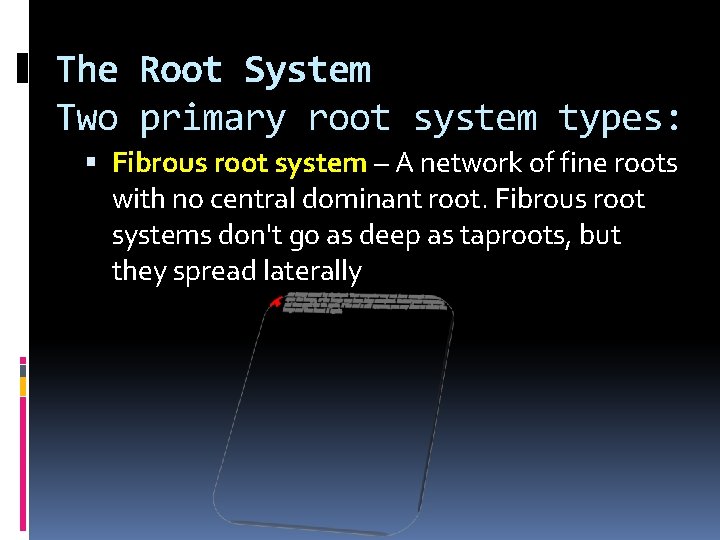 The Root System Two primary root system types: Fibrous root system – A network