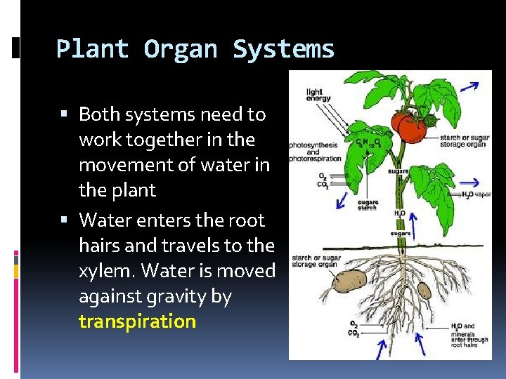 Plant Organ Systems Both systems need to work together in the movement of water