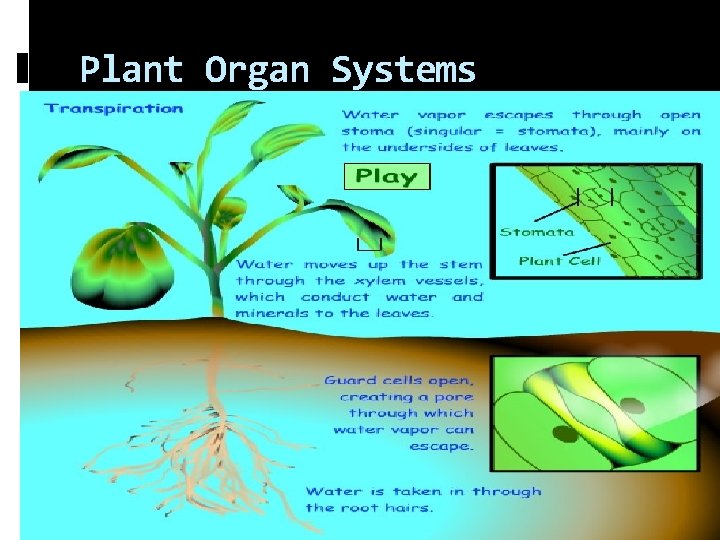 Plant Organ Systems 