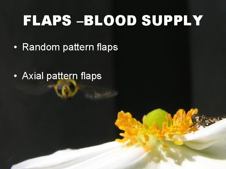 FLAPS –BLOOD SUPPLY • Random pattern flaps • Axial pattern flaps 