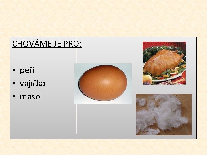 CHOVÁME JE PRO: • peří • vajíčka • maso CHOVÁME JE PRO: • peří • vajíčka • maso