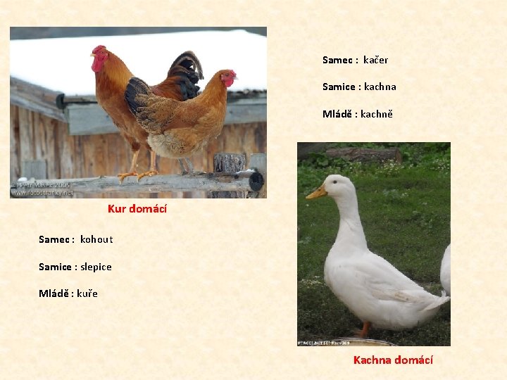 Samec : kačer Samice : kachna Mládě : kachně Kur domácí Samec : kohout Samec : kačer Samice : kachna Mládě : kachně Kur domácí Samec : kohout