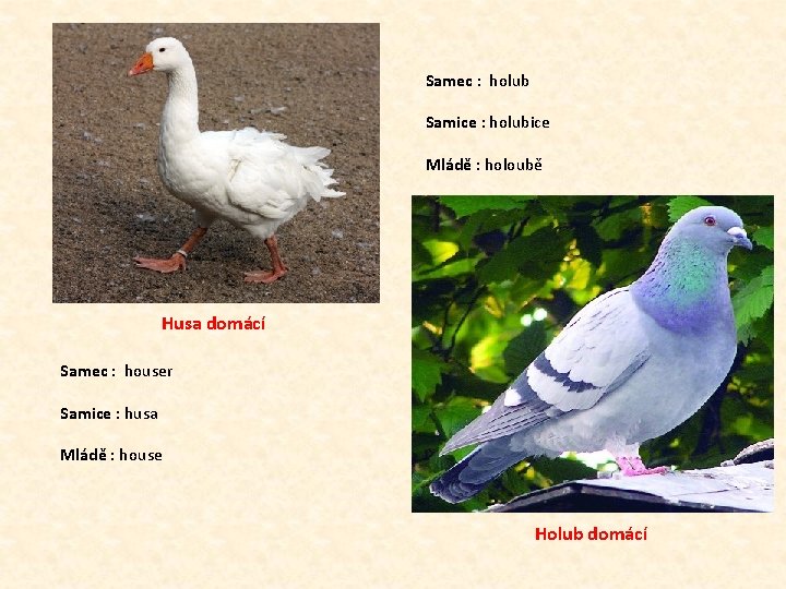 Samec : holub Samice : holubice Mládě : holoubě Husa domácí Samec : houser Samec : holub Samice : holubice Mládě : holoubě Husa domácí Samec : houser