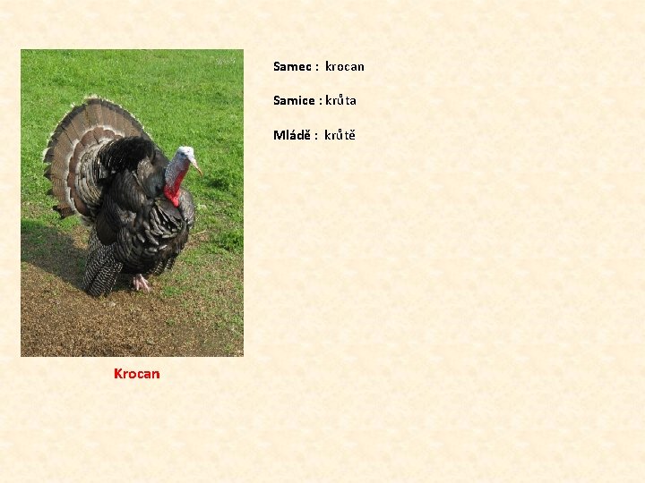 Samec : krocan Samice : krůta Mládě : krůtě Krocan Samec : krocan Samice : krůta Mládě : krůtě Krocan