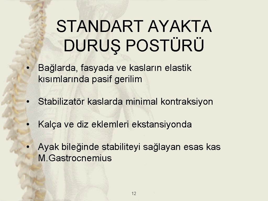 STANDART AYAKTA DURUŞ POSTÜRÜ • Bağlarda, fasyada ve kasların elastik kısımlarında pasif gerilim • STANDART AYAKTA DURUŞ POSTÜRÜ • Bağlarda, fasyada ve kasların elastik kısımlarında pasif gerilim •